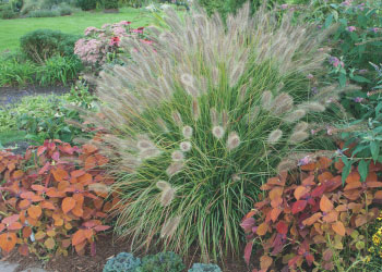 plant-catalog