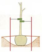 Planting Pic 2