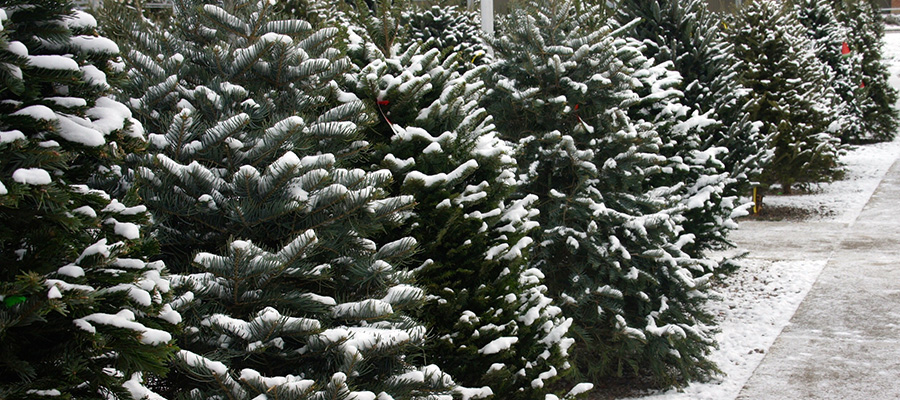 pine-trees-snow