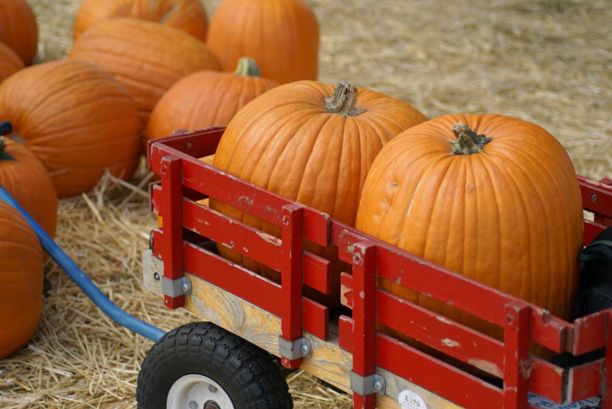pumpkins-in-a-wagon1