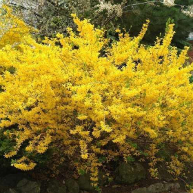 Forsythia/ Northern Gold