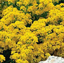 Basket Of Gold