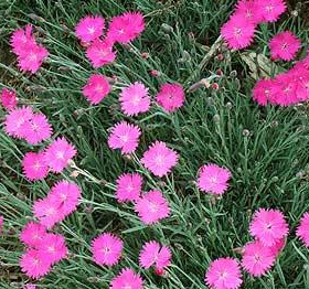 Dianthus