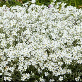 Snow in Summer