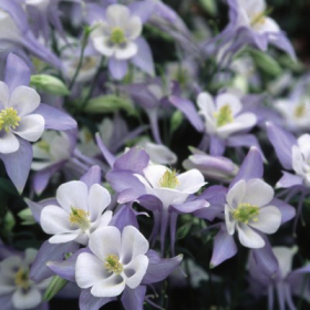 Columbine