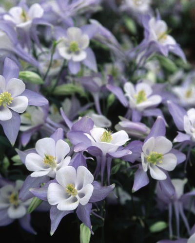 1817-1_AquilegiaMusicBlueWhiteColumbine.jpg
