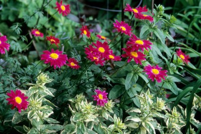 1859-1_TanacetumcoccPaintedDaisymixedcolors.jpg