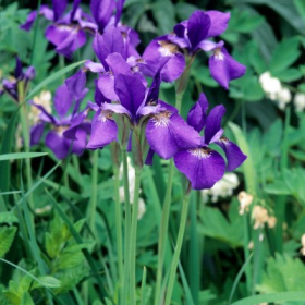 Iris Siberian