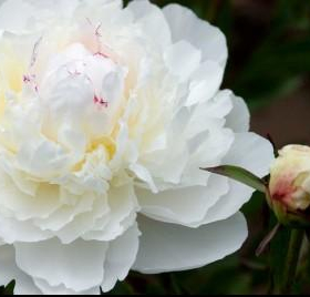 Peony
