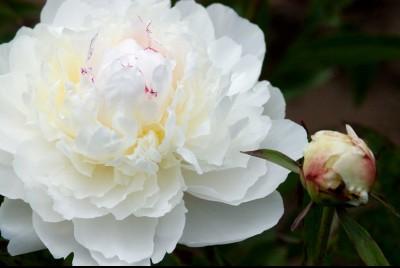 2083-1_Peony_Avalanche.jpg