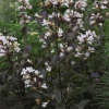 2119-1_PenstemonHuskerRedBeardtonguewhite.jpg