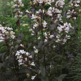 Beardtongue