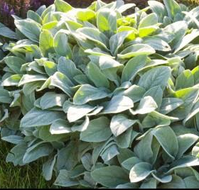 Lambs Ear