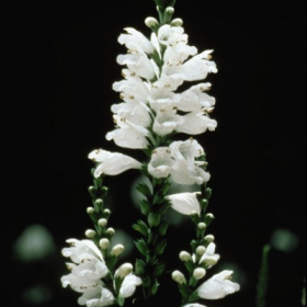 Obedient Plant
