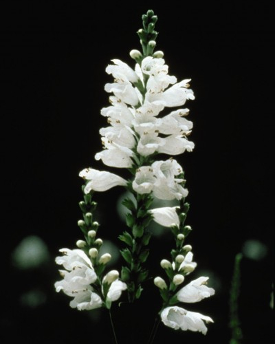 2583-1_PhysostegiavirgMissMannerswhite.jpg