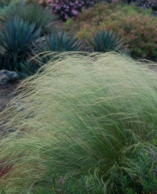 Mexican Feather Grass