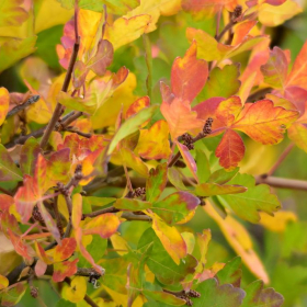 Sumac/ Autumn Amber