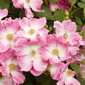 Shrub Rose/ Nearly Wild