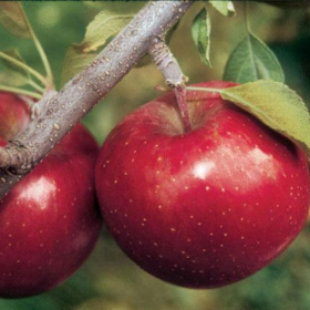 Apple/ Fuji