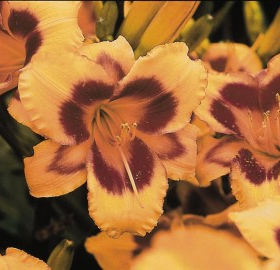Daylily
