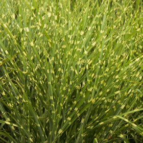 Porcupine Grass