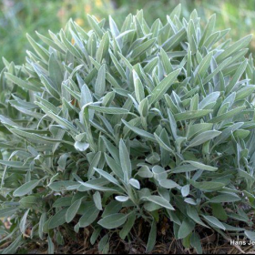 Sage