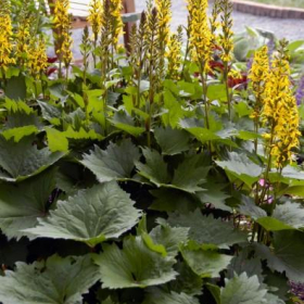 Ligularia