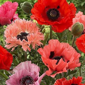 Poppy, Oriental