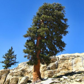 Pine/ Bristlecone