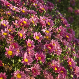 Garden Mum