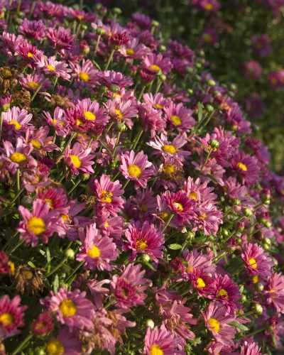 5301-3_ChryxhybMammothLavenderDaisy.jpg