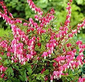Bleeding Heart