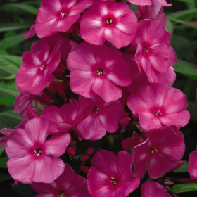 Phlox, Garden