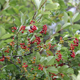 Chokecherry/ Native