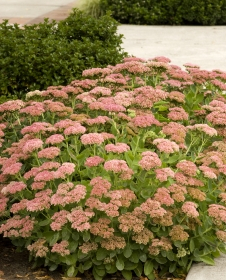 Stonecrop/ Showy(Upright forms)