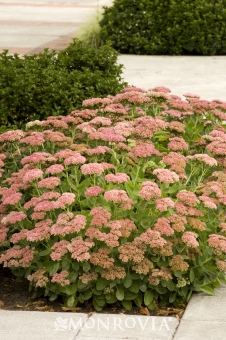 7074-autumn-joy-stonecrop-full-shot.jpg