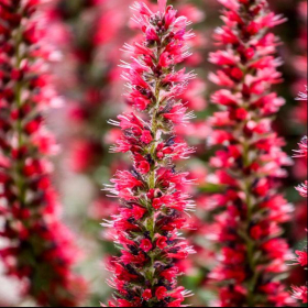 Red Feathers