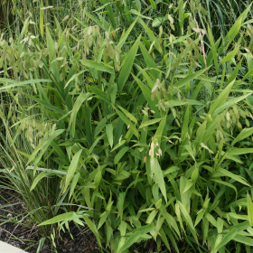 Northern Sea Oats Grass