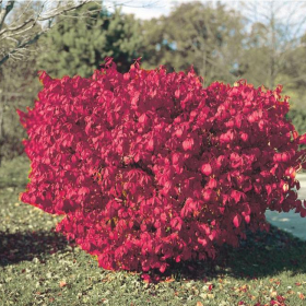 Burning Bush/ Dwarf