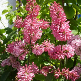 Lilac/ James MacFarlane