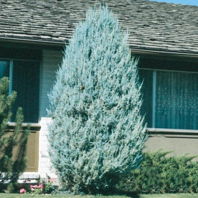Juniper/ Moon Glow