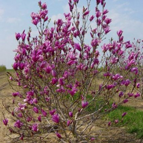 Magnolia/ Ann