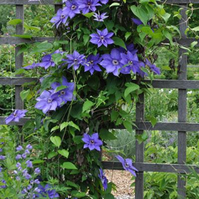 Clematis