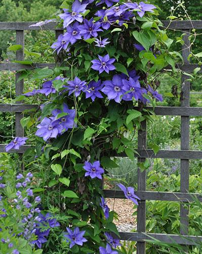 8203-clematis.jpg
