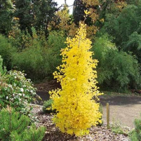 Ginkgo/ Gold Spire