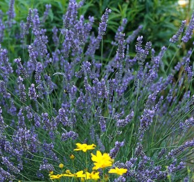 Lavender