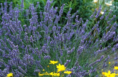 9088-1_Lavandula_Grosso_French_Hybrid_Lavender.jpg