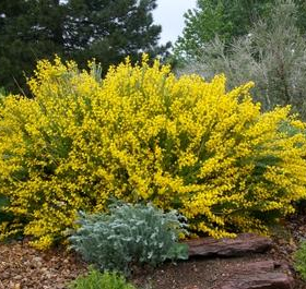 Broom/ Spanish Gold
