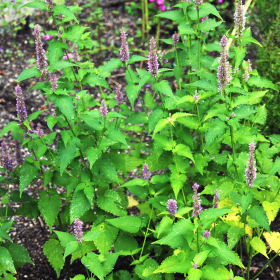 Agastache