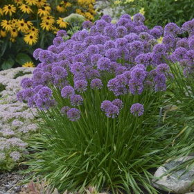 Allium